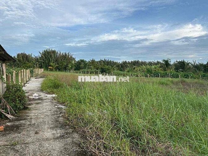 Cần bán khu đất vườn ven sông Tầm Vu, Long An