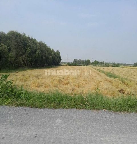 Bán 1500m2 đất thổ cư, xã Tân Phú Trung, Củ Chi, gần bệnh viện Xuyên Á