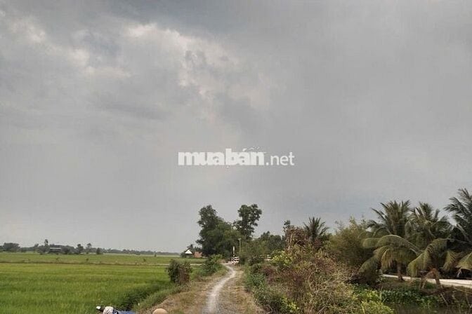 Bán Đất Lúa Chính Chủ 6.147m2 - dự án ĐT 822B, Đức Hòa, Long An