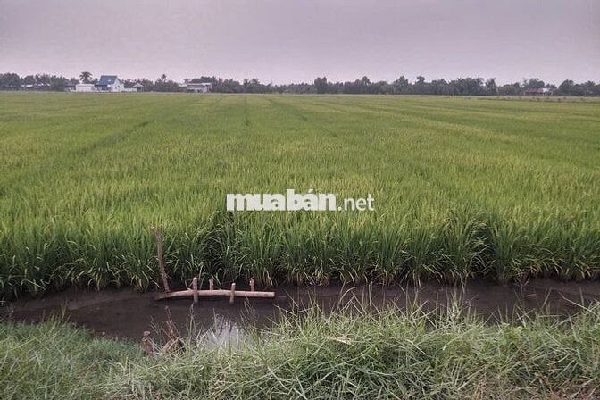 Bán Đất Lúa Chính Chủ 6.147m2 - dự án ĐT 822B, Đức Hòa, Long An