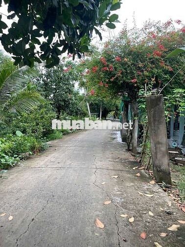 Bán Nền Xẻo Cui Tân Thới 
, PĐ cách chợ Cả Lang 1km , tỉnh lộ 923 2km