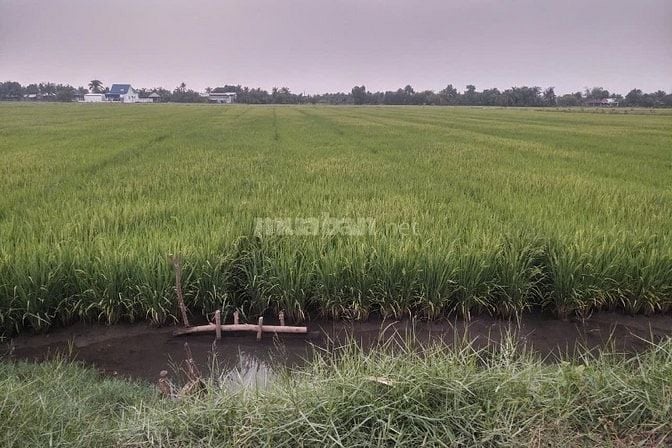 Bán Đất Chính Chủ - dự án ĐT 822B đến đường mòn Hồ Chính Minh