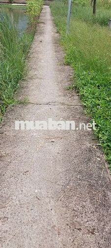 Đất ruộng Phước lại _ cần Giuộc
