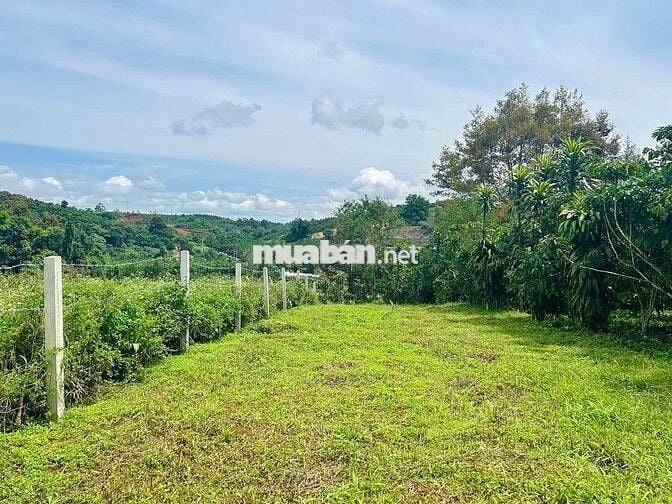 CHỦ NGỘP CẦN BÁN GẤP LÔ ĐẤT NGHỈ DƯỠNG ĐỂ CHO CON ĐI NƯỚC NGOÀI