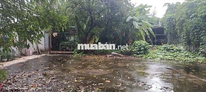 Nhà vườn: 701 m2, khu dân cư Hiệp Bình Chánh, Thủ Đức, TP.HCM.
