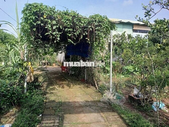 Bán gấp nhà vườn trồng nhiều loại cây ăn trái