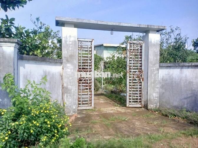 Bán gấp nhà vườn trồng nhiều loại cây ăn trái