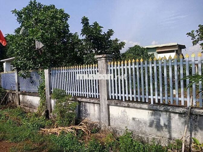 Bán gấp nhà vườn trồng nhiều loại cây ăn trái