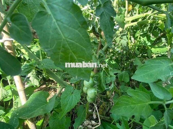🌻CHO THUÊ BIỆT THỰ SÂN VƯỜN 380M2 MỚI FULL NỘI THẤT CAO CẤP