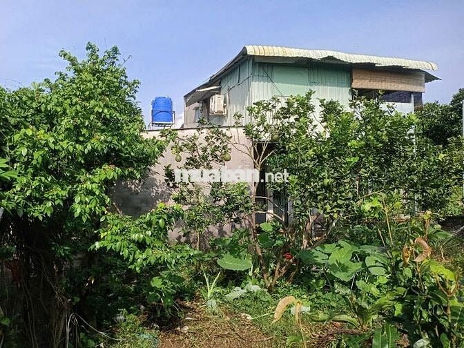 Bán gấp nhà vườn trồng nhiều loại cây ăn trái