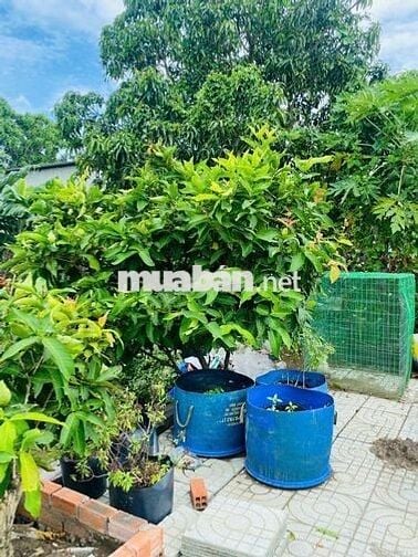 CẦN BÁN NHÀ VƯỜN NGHĨ DƯỠNG 1200M²,1VƯỜN TRÁI CÂY, AO CÁ. Ô TÔ TỚi