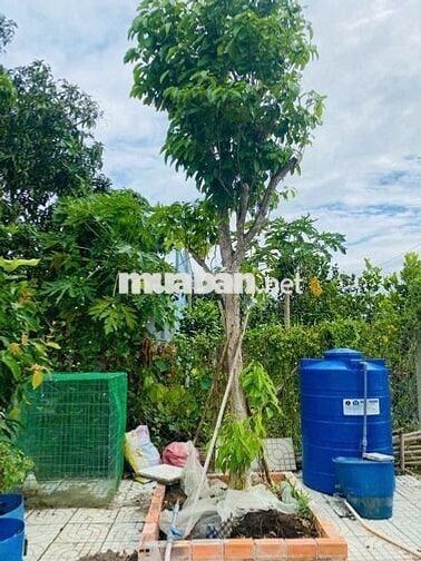 CẦN BÁN NHÀ VƯỜN NGHĨ DƯỠNG 1200M²,1VƯỜN TRÁI CÂY, AO CÁ. Ô TÔ TỚi