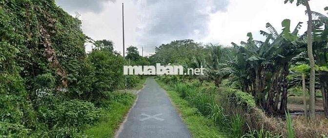 Bán đất 436m² (8×54m), thổ cư 130m², 2,1 tỷ (4,8 triệu/m²), Trảng Bàng