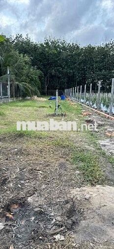 Bán đất 436m² (8×54m), thổ cư 130m², 2,1 tỷ (4,8 triệu/m²), Trảng Bàng