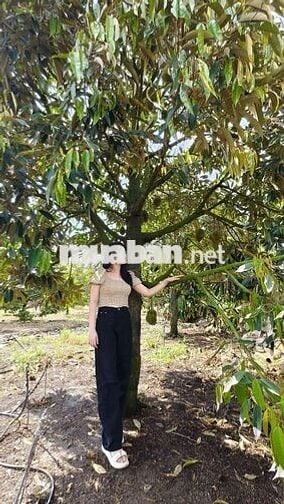 🌿 Sở hữu ngay vườn trái cây sinh thái kề Long Khánh, chỉ 980TR/1000m²
