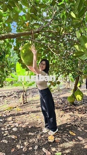 🌿 Sở hữu ngay vườn trái cây sinh thái kề Long Khánh, chỉ 980TR/1000m²