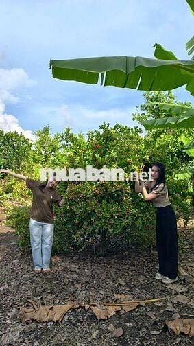 🌿 Sở hữu ngay vườn trái cây sinh thái kề Long Khánh, chỉ 980TR/1000m²