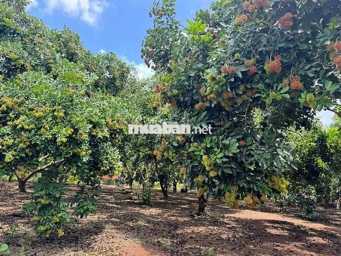 🌿 Sở hữu ngay vườn trái cây sinh thái kề Long Khánh, chỉ 980TR/1000m²