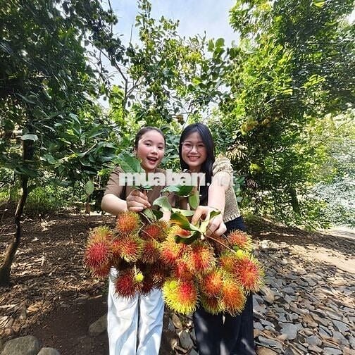 🌿 Sở hữu ngay vườn trái cây sinh thái kề Long Khánh, chỉ 980TR/1000m²