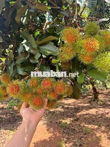 🌿 Sở hữu ngay vườn trái cây sinh thái kề Long Khánh, chỉ 980TR/1000m²