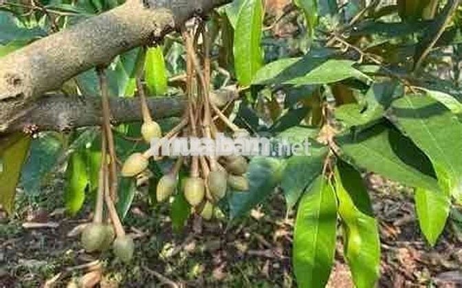 Cần sang lại vườn sầu 40 cây đang ra trái, có hệ thống béc phun