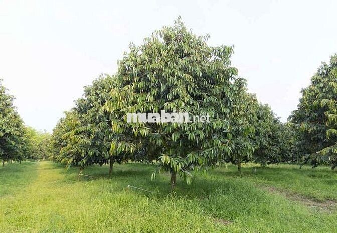 Cần sang lại vườn sầu 40 cây đang ra trái, có hệ thống béc phun
