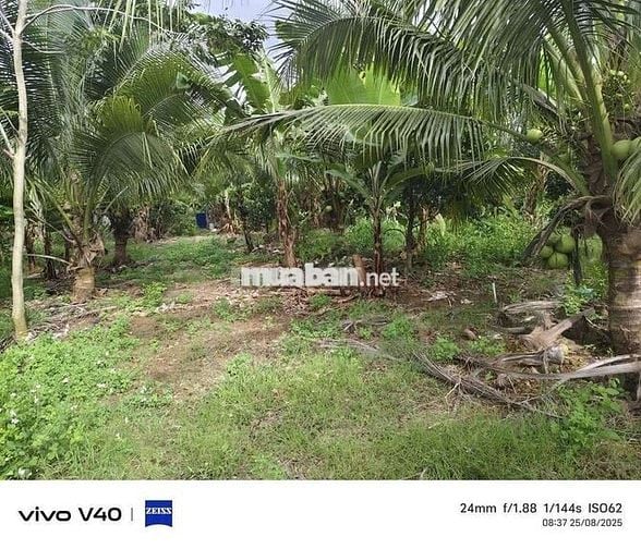 Bán 1sao2. Đất full hồng, vườn trái cây đủ loại
Giá Ngộp