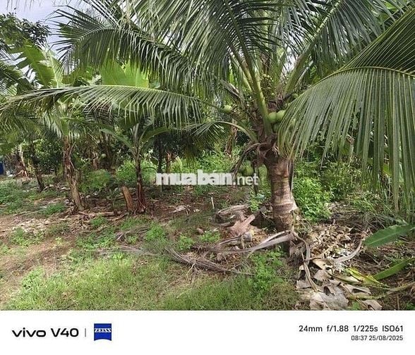 Bán 1sao2. Đất full hồng, vườn trái cây đủ loại
Giá Ngộp
