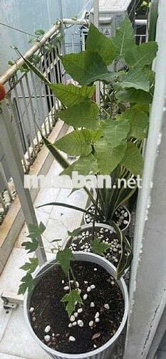 NHÀ SỔ HỒNG RIÊNG -39m2- 2 PN - SAU LƯNG HIỆP THÀNH CITY, QUẬN 12