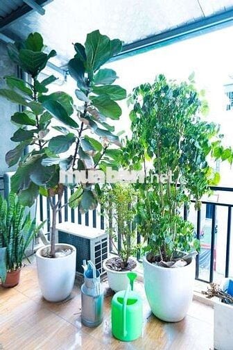 Cho thuê nhà phố trạm AEON long biên 45m 2 ngủ 2 vs fun Đồ giá 10 triê