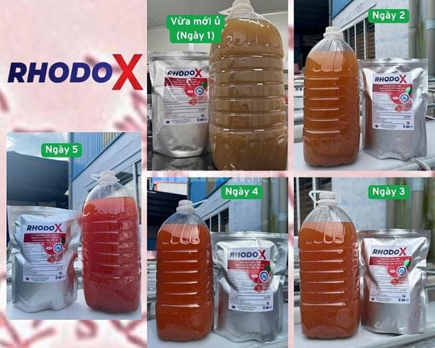 🌿 RHODO X – Chế phẩm sinh học xử lý nước cao cấp cho ao nuôi tôm cá