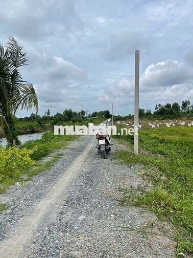 🌷Đất vườn dt 1001m giá 890tr.mặt tiền view kênh thạnh Hòa bến lức.