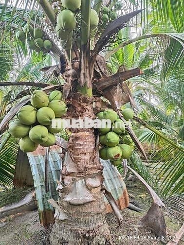 BÁN NHÀ VÀ ĐẤT NGHỈ DƯỠNG Ở BÊN TRE