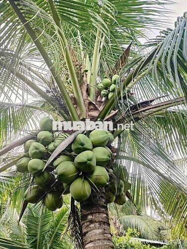 BÁN NHÀ VÀ ĐẤT NGHỈ DƯỠNG Ở BÊN TRE