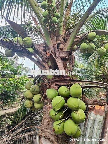 BÁN NHÀ VÀ ĐẤT NGHỈ DƯỠNG Ở BÊN TRE