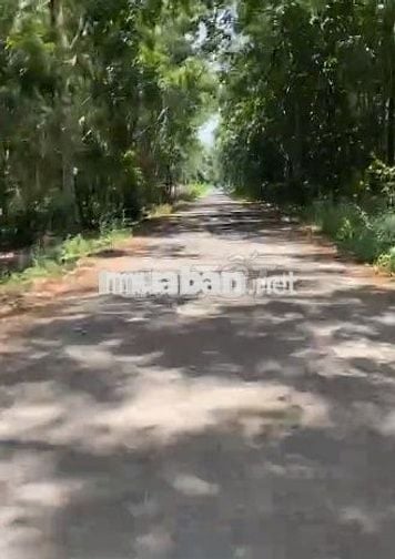 Đất Bình Phước Giáp Bìn Dương 38.500m  7.5 tỷ 1 hét  thu nhập 50t-70tr