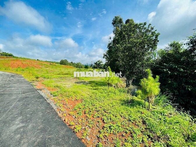 BÁN ĐẤT VIEW ĐỒI CHÈ VÀ SUỐI – XÃ LỘC PHÚ, TP. BẢO LỘC