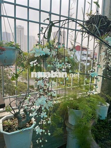 🏢 SIÊU PHẨM 7 TẦNG THANG MÁY – 5M RA PHỐ TRUNG KÍNH – KINH DOANH ĐỈNH