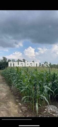🌳 ĐẤT 8.252 m² – XÃ XUÂN TÂY, HUYỆN CẨM MỸ, ĐỒNG NAI  Đất ở🌳