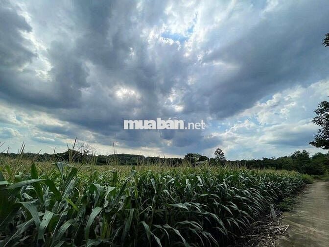🌳 BÁN ĐẤT TIỀM NĂNG – XÃ XUÂN TÂY, HUYỆN CẨM MỸ, ĐỒNG NAI