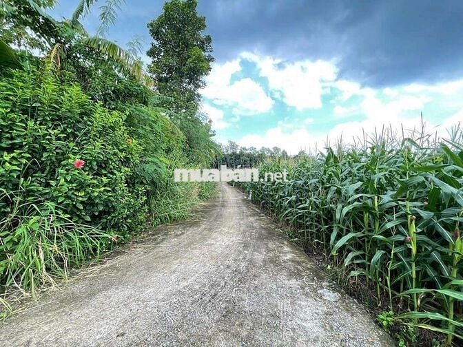 🌳 BÁN ĐẤT TIỀM NĂNG – XÃ XUÂN TÂY, HUYỆN CẨM MỸ, ĐỒNG NAI