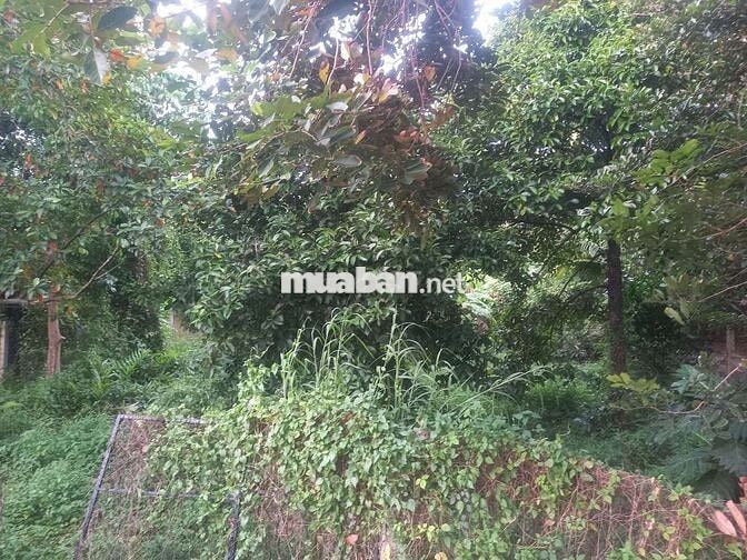 Ban đat vuon an son thuan an binh duong wiu rach lon mat lam