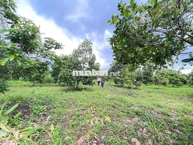 🌳 BÁN ĐẤT LỚN – XÃ XUÂN BẢO, HUYỆN CẨM MỸ, ĐỒNG NAI 🌳