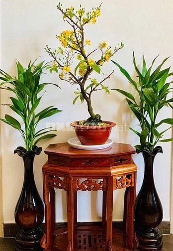 Cơ Hội Vàng Sở Hữu Căn Hộ Tân Phước - 60m², 2PN, Giá 3 Tỷ