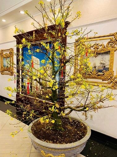 Cơ Hội Vàng Sở Hữu Căn Hộ Tân Phước - 60m², 2PN, Giá 3 Tỷ
