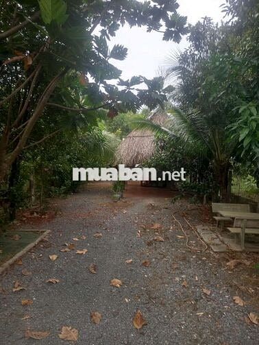 Ban đat vuon an son thuan an binh duong wiu rach lon mat lam