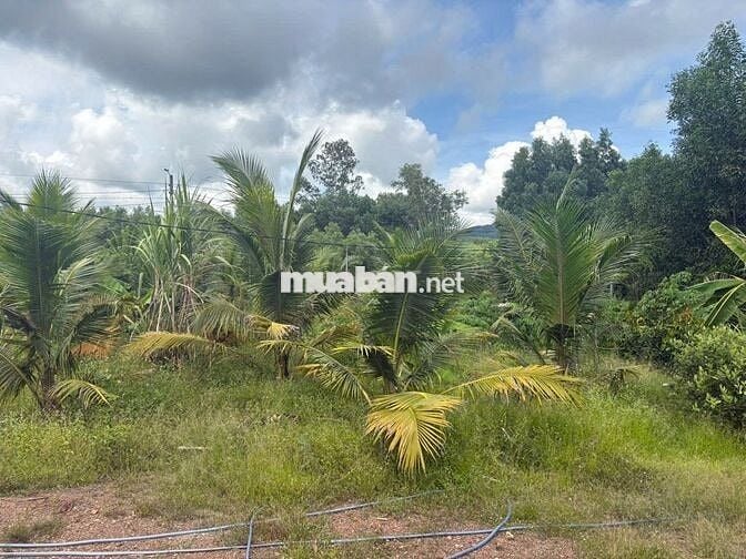 Cần tiền bán gấp  8.000m² đất vườn BÀ NÀ cách sân bay 26km