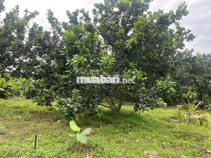 🌿Đầu tư một lần – Tận hưởng cả đời nhà vườn 1000m² đất chỉ 850Tr - SHR