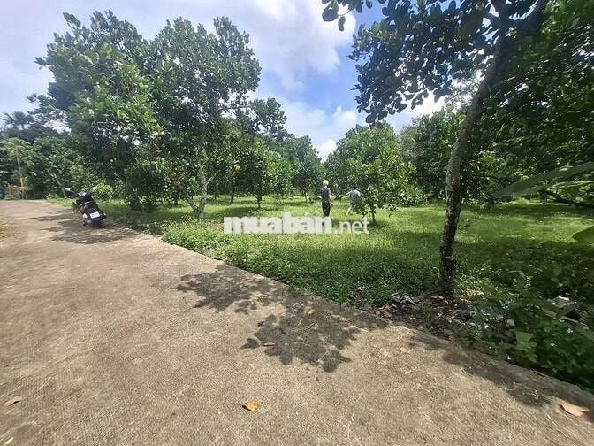 🌿Đầu tư một lần – Tận hưởng cả đời nhà vườn 1000m² đất chỉ 850Tr - SHR