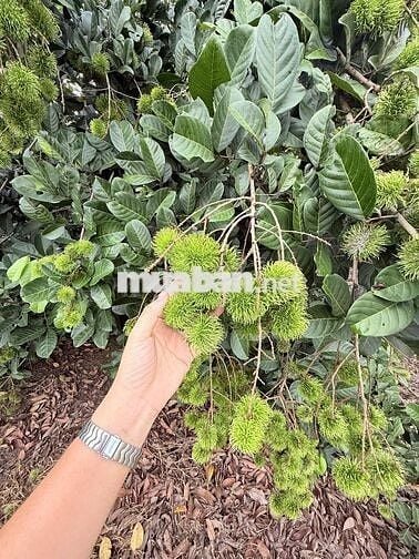 🌿Đầu tư một lần – Tận hưởng cả đời nhà vườn 1000m² đất chỉ 850Tr - SHR